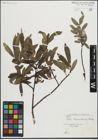 Foto von Salix maccalliana Rowlee